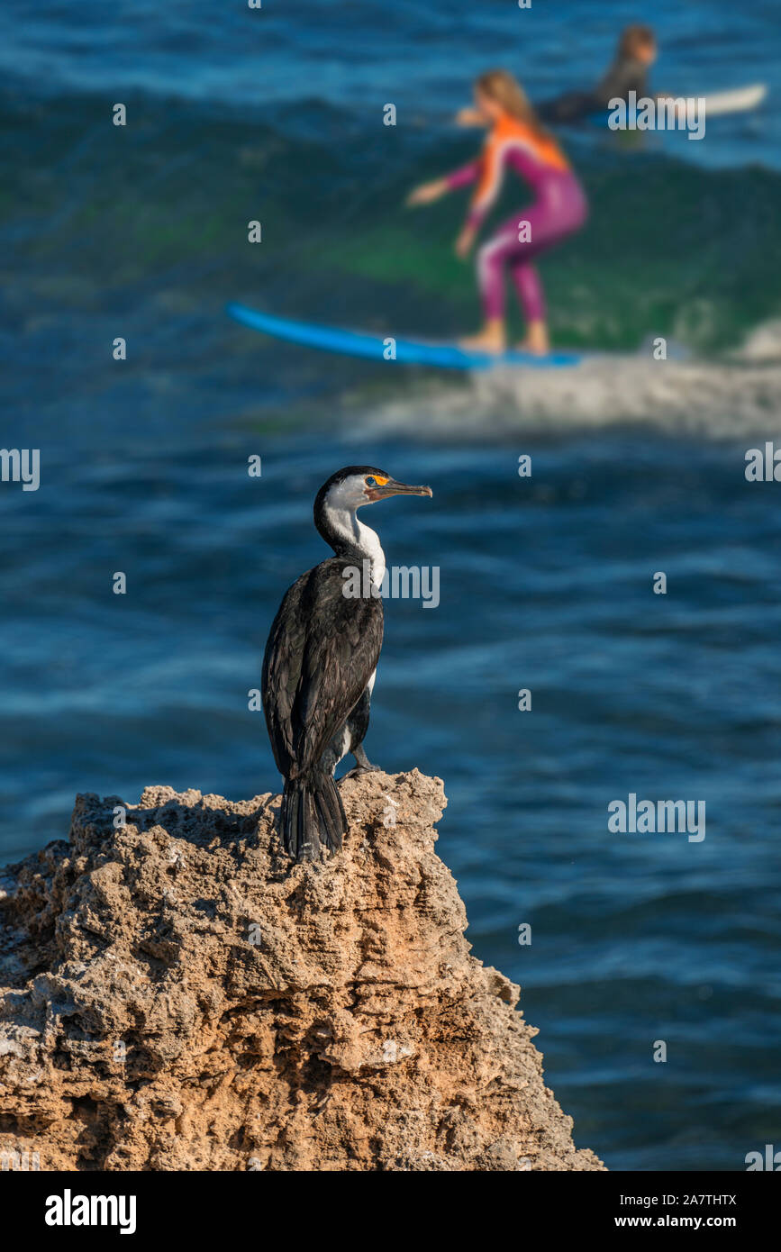 Cormorani che si asciugano le ali sulle rocce con surfers in background. Western Australia. Foto Stock