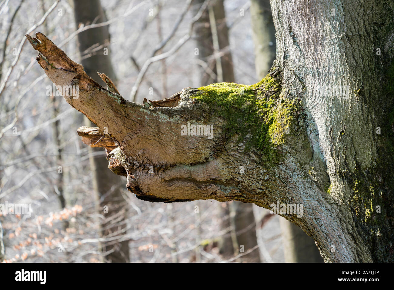Faccia albero, assomiglia ad un animale, foresta Sababurg Urwald, Hofgeismar, Weser Uplands, Weserbergland, Hesse, Germania Foto Stock