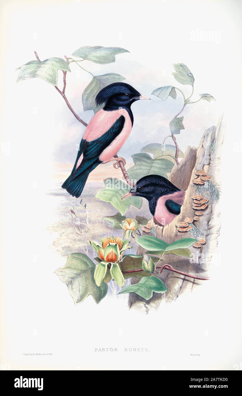 Rosy Starling. Pastor roseus. Dopo un lavoro di inglese ornitholgist e bird artista John Gould, 1804 - 1881. Dal suo libro Gli uccelli di Gran Bretagna, pubblicato 1873. Foto Stock