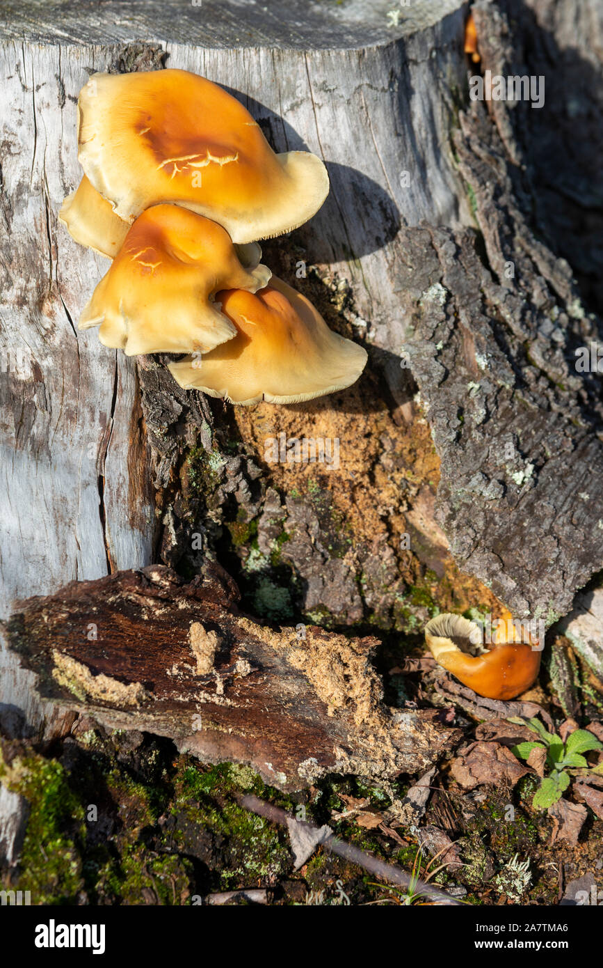 Albero giallo funghi sul ceppo di albero nella New Forest National Park, autunno 2019, Hampshire, Inghilterra, Regno Unito Foto Stock