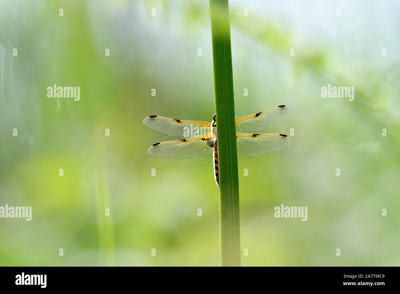 Quattro-spotted Chaser Dragonfly (Libellula quadrimaculata) a riposo sul gambo reed, Somerset, Regno Unito, maggio Foto Stock