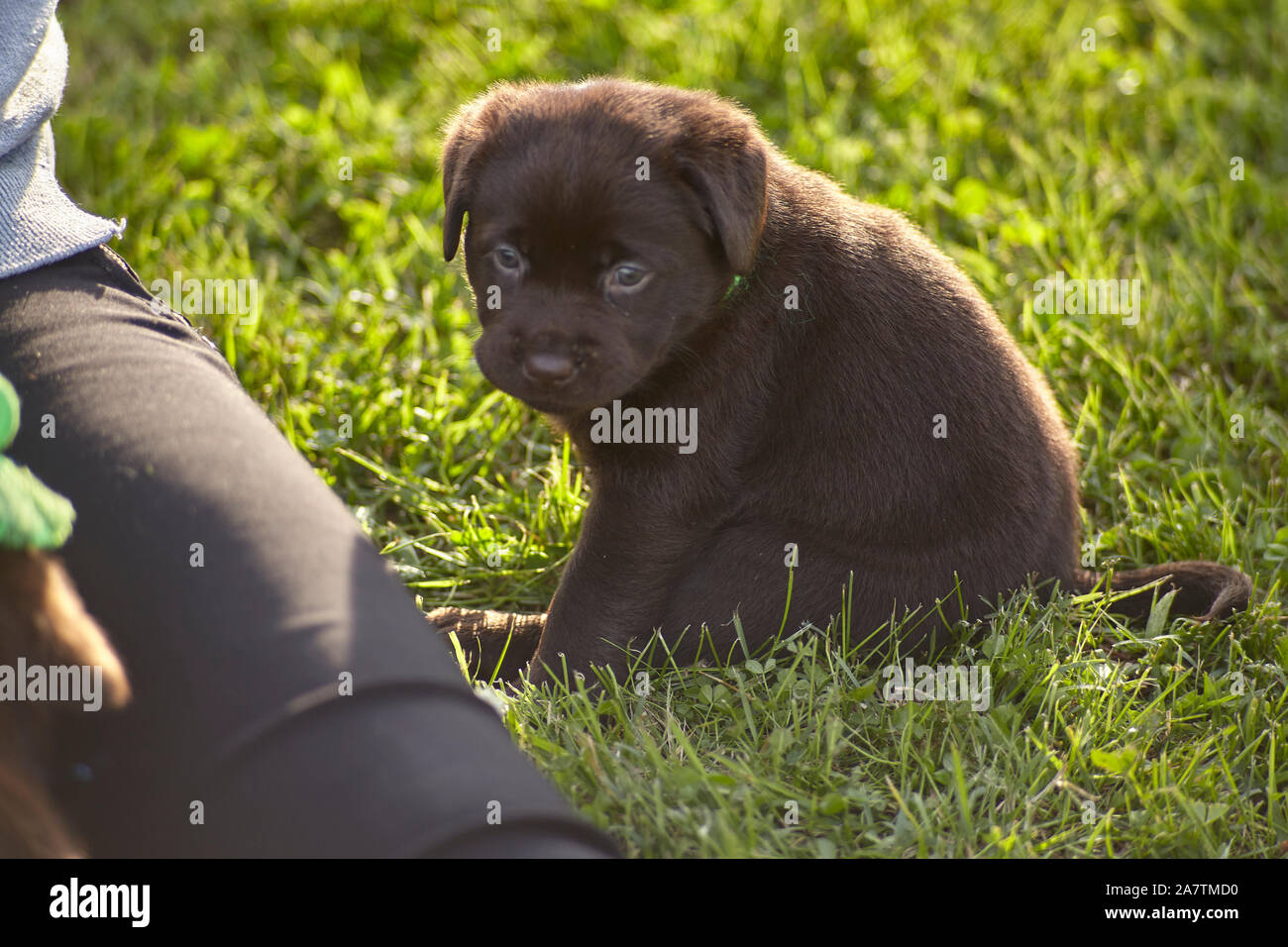 Il Labrador cucciolo seduti in giardino vicino a una ragazza in gamba Foto Stock