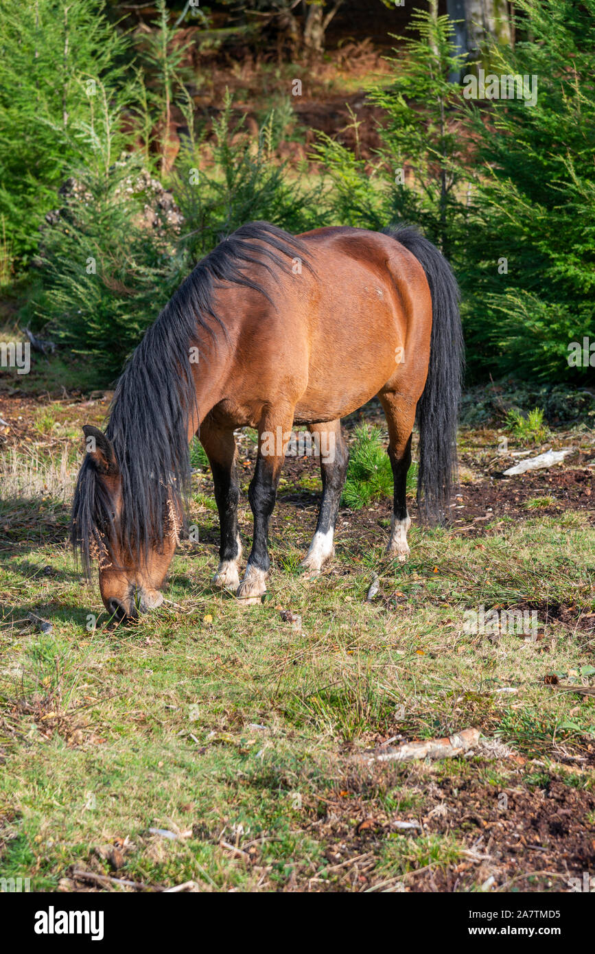 New Forest pony pascolano in autunno 2019 nel nuovo Parco Nazionale Foreste, Hampshire, Inghilterra, Regno Unito Foto Stock