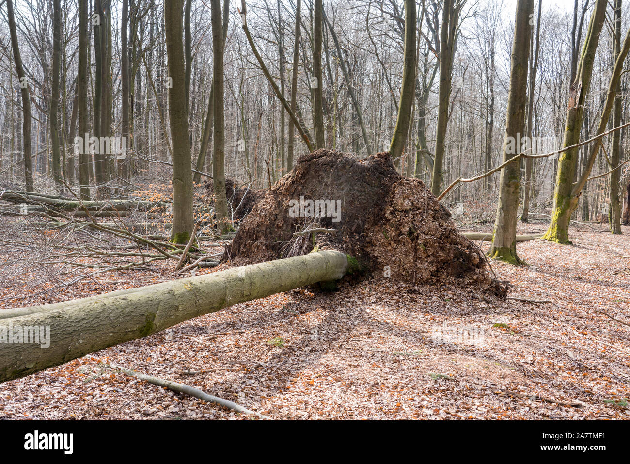 Windthrow, foresta Sababurg Urwald, Hofgeismar, Weser Uplands, Weserbergland, Hesse, Germania Foto Stock