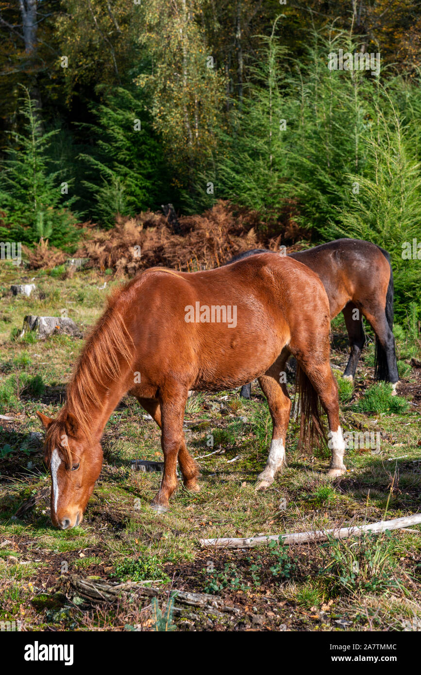 Due pony che pascolano nella New Forest National Park, Hampshire, Inghilterra, Regno Unito Foto Stock