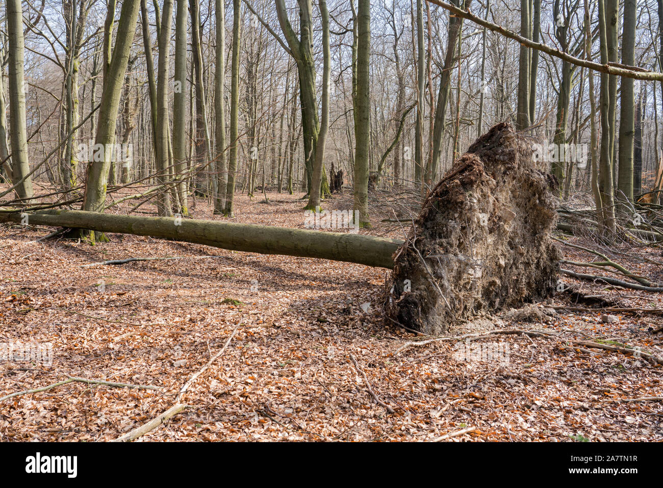 Windthrow, foresta Sababurg Urwald, Hofgeismar, Weser Uplands, Weserbergland, Hesse, Germania Foto Stock