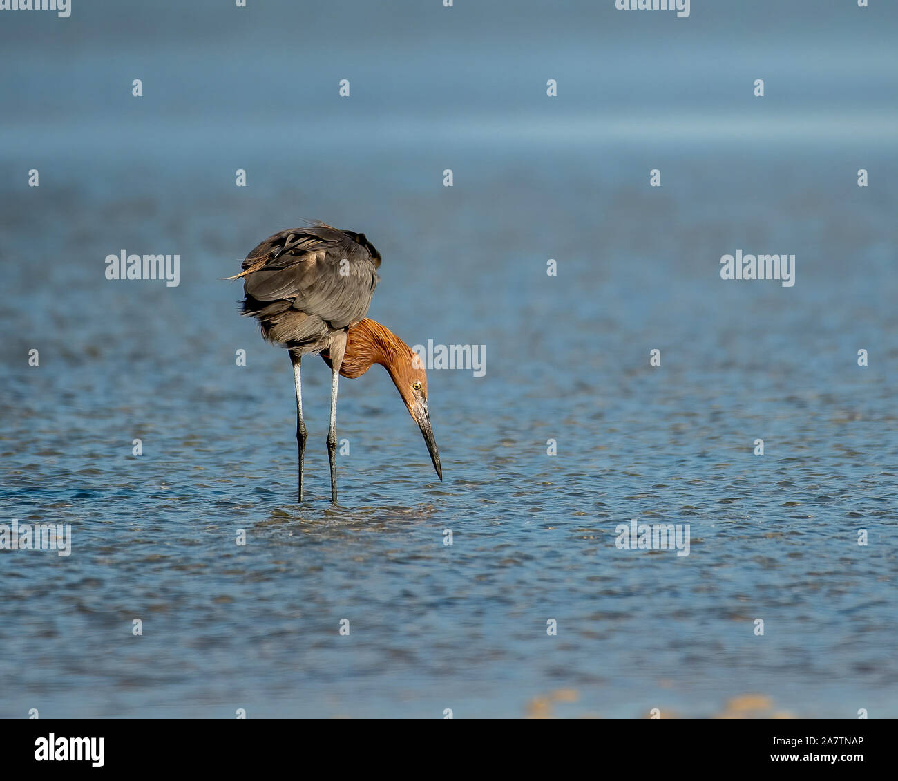 Garzetta rossastra a caccia di pesce Foto Stock Garzetta rossastra a caccia di pesce Foto Stock