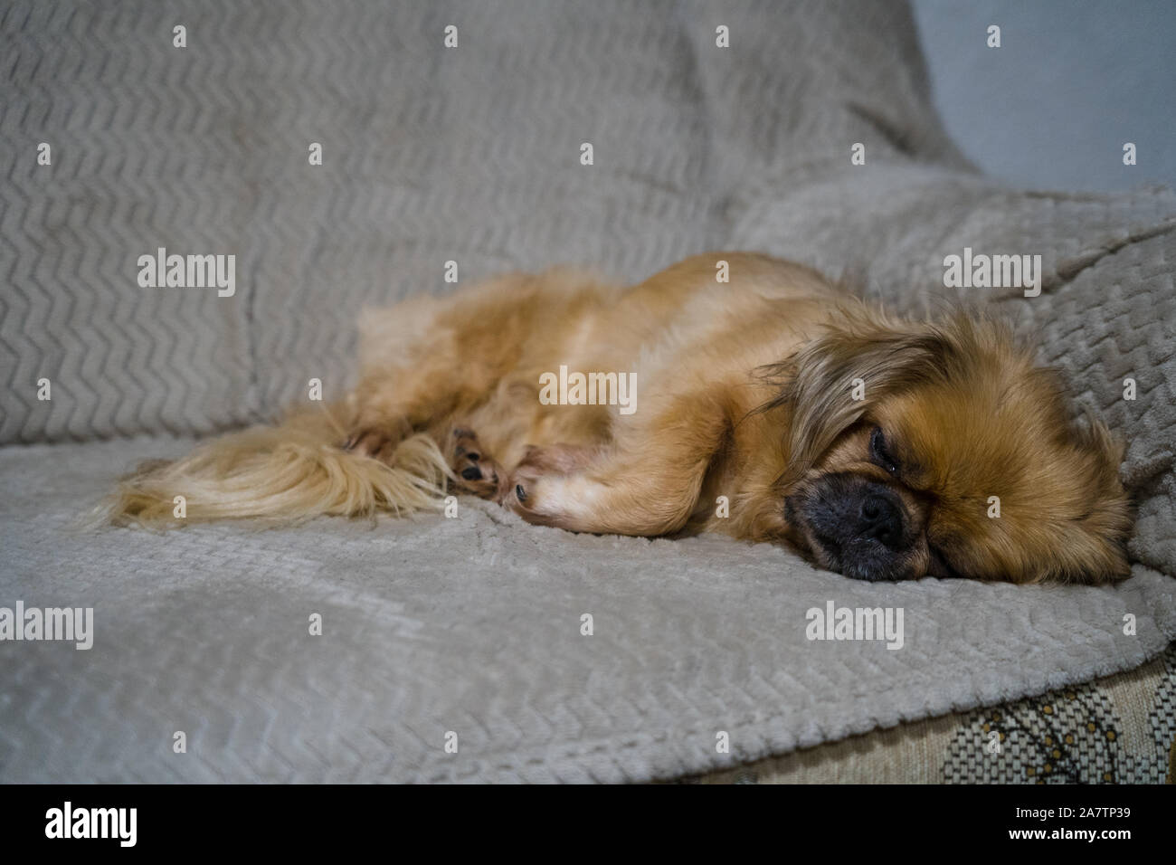 Pekingese femmina cane dorme sul divano Foto Stock