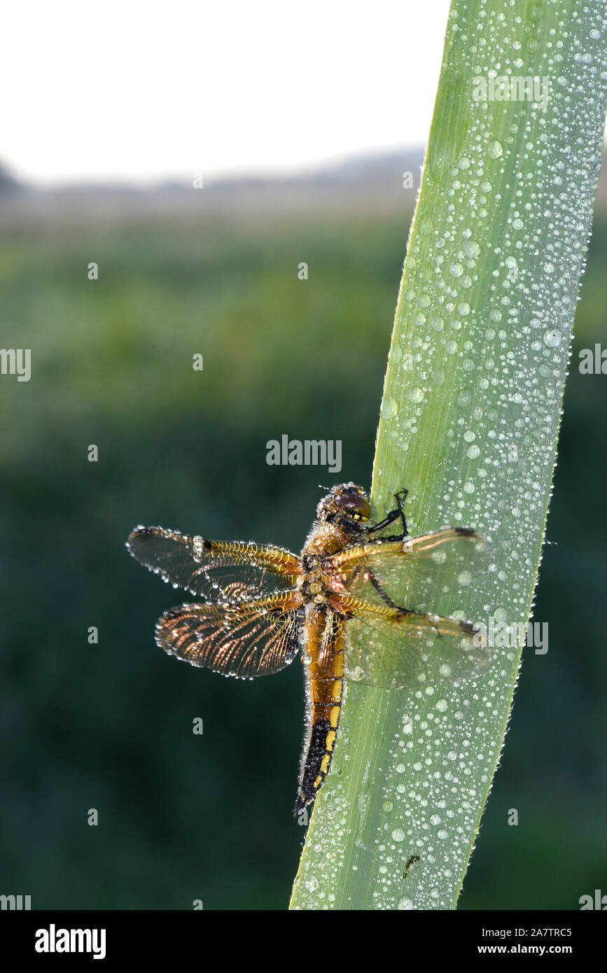 Quattro-spotted Chaser Dragonfly (Libellula quadrimaculata) a riposo sul gambo reed, coperte di rugiada, Somerset, Regno Unito, maggio Foto Stock
