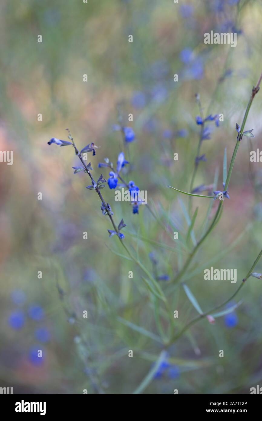 La Salvia reptans 'Blue Willow', blu Willow Sage. Foto Stock