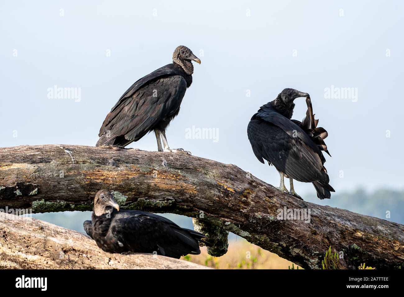 Gli avvoltoi sit arroccato insieme godendo il sole della Florida Foto Stock