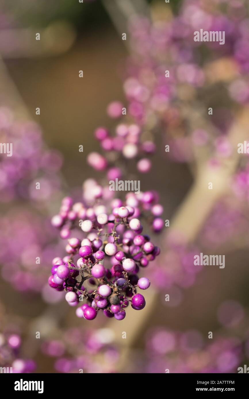 Callicarpa bodinieri var. giraldii "Profusione'. Foto Stock