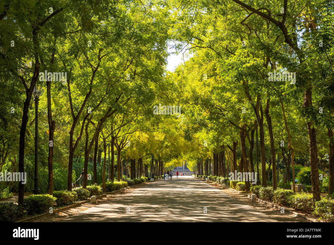 Viale di alberi di Siviglia Parco Maria Luisa siviglia Spagna UE Europa Foto Stock