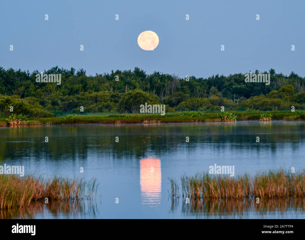 Luna la riflessione su un lago nella Florida Centrale Foto Stock