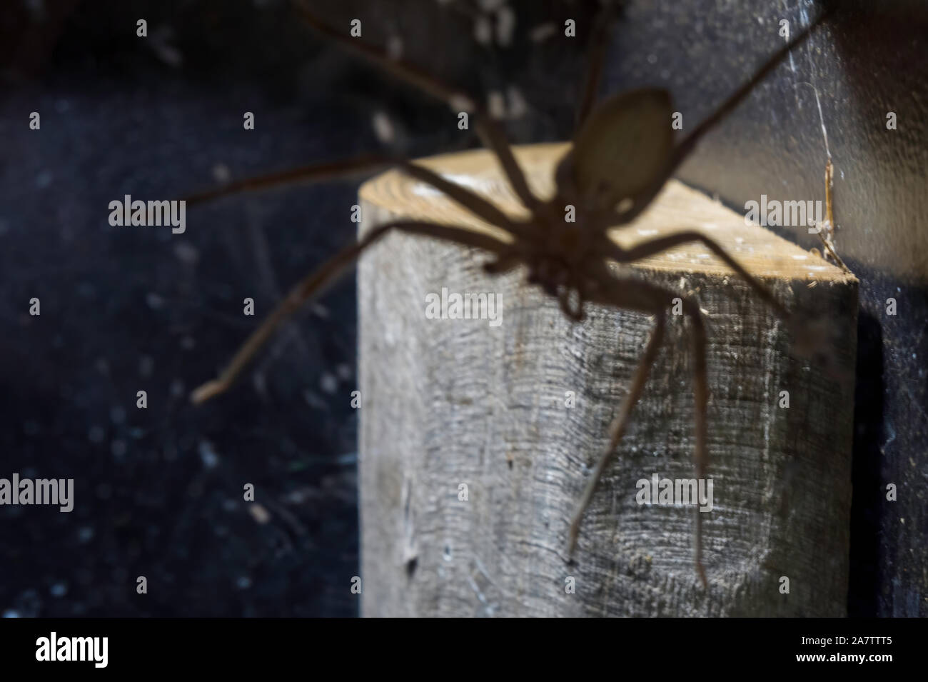 Scary spider sulla fotocamera Foto Stock