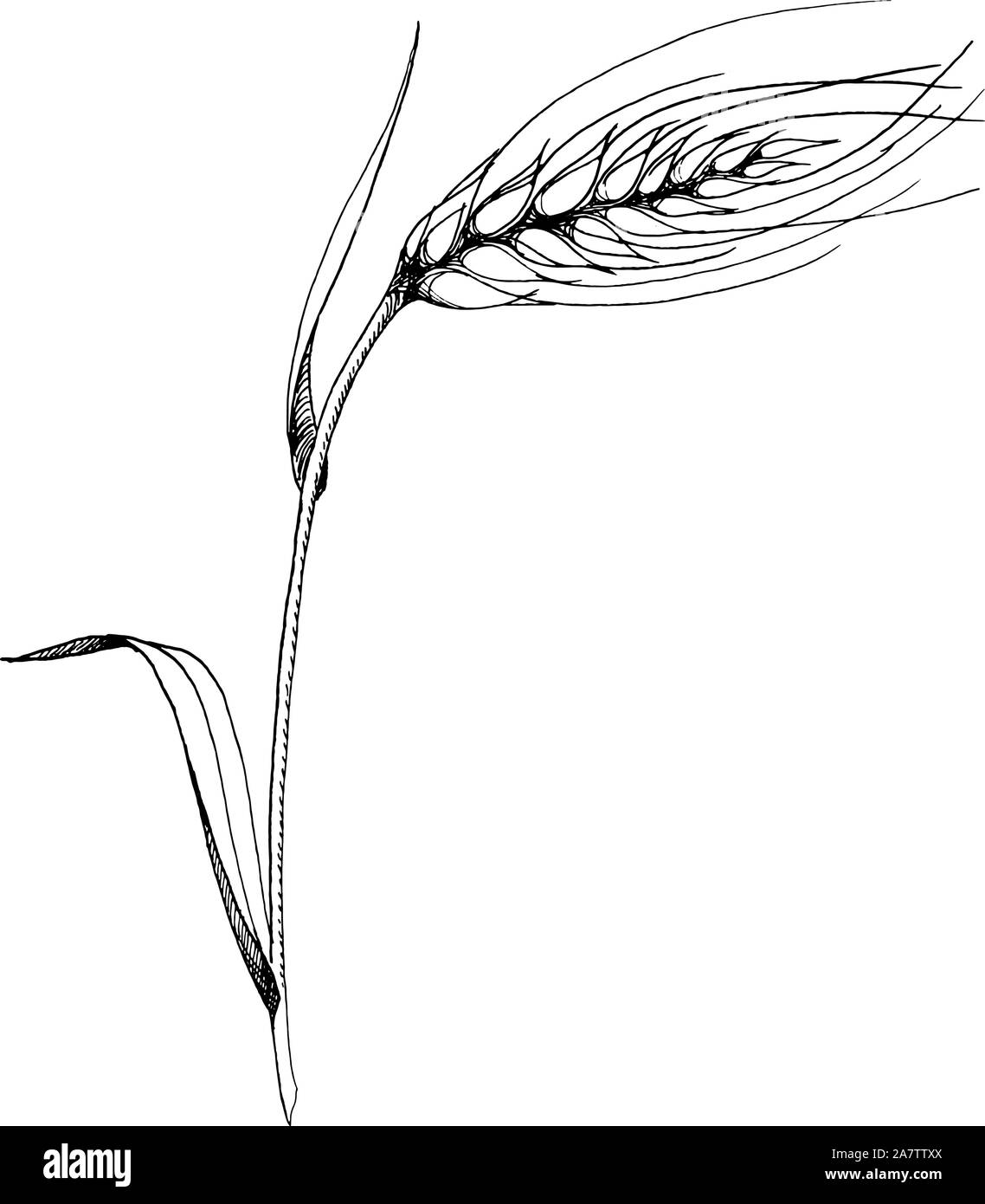Orecchio di vettore di grano. Bianco e nero inchiostro inciso art. Isolato spica illustrazione elemento. Illustrazione Vettoriale