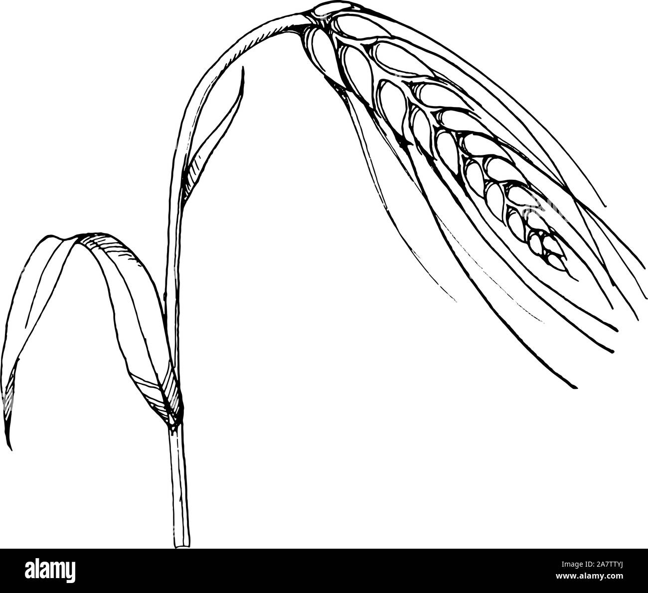 Orecchio di vettore di grano. Bianco e nero inchiostro inciso art. Isolato spica illustrazione elemento. Illustrazione Vettoriale