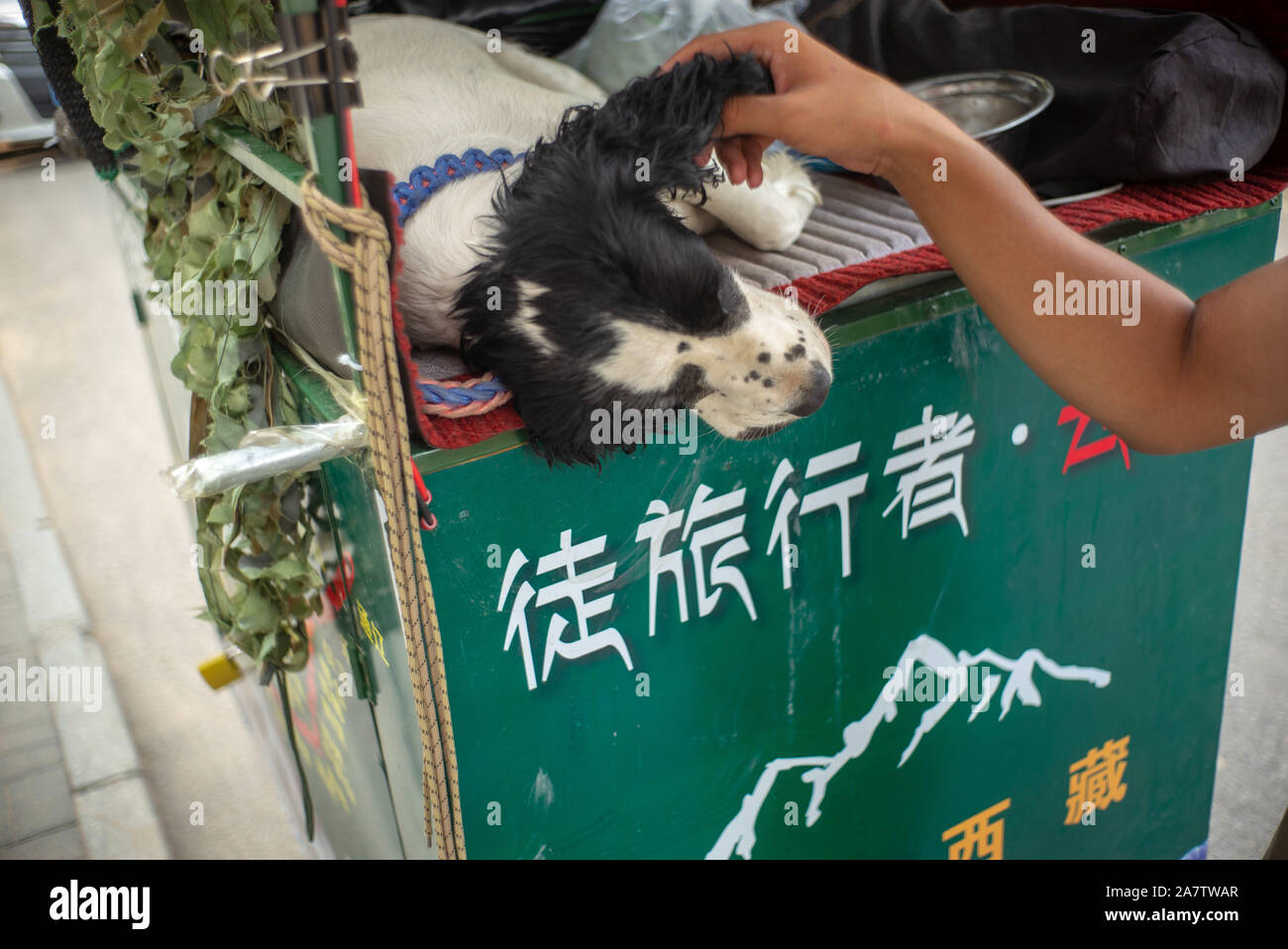 Yunhe e il suo cane Qiuqiu sono sulla strada a sud-ovest della Cina di regione autonoma del Tibet, Pechino, Cina, 8 agosto 2019. Yunhe, il nome dell'uomo wh Foto Stock