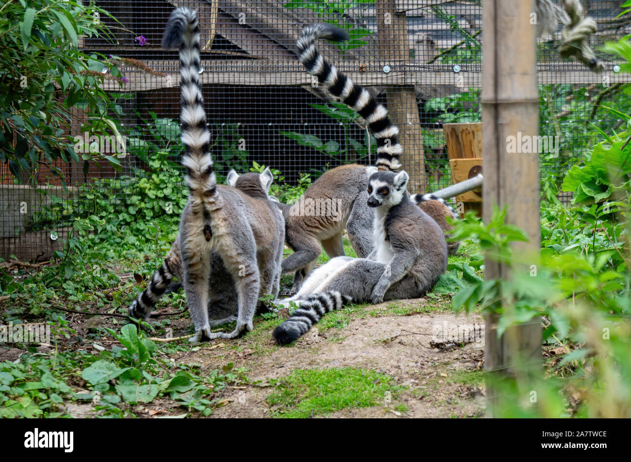 Gruppo anello di coda di lemuri Foto Stock