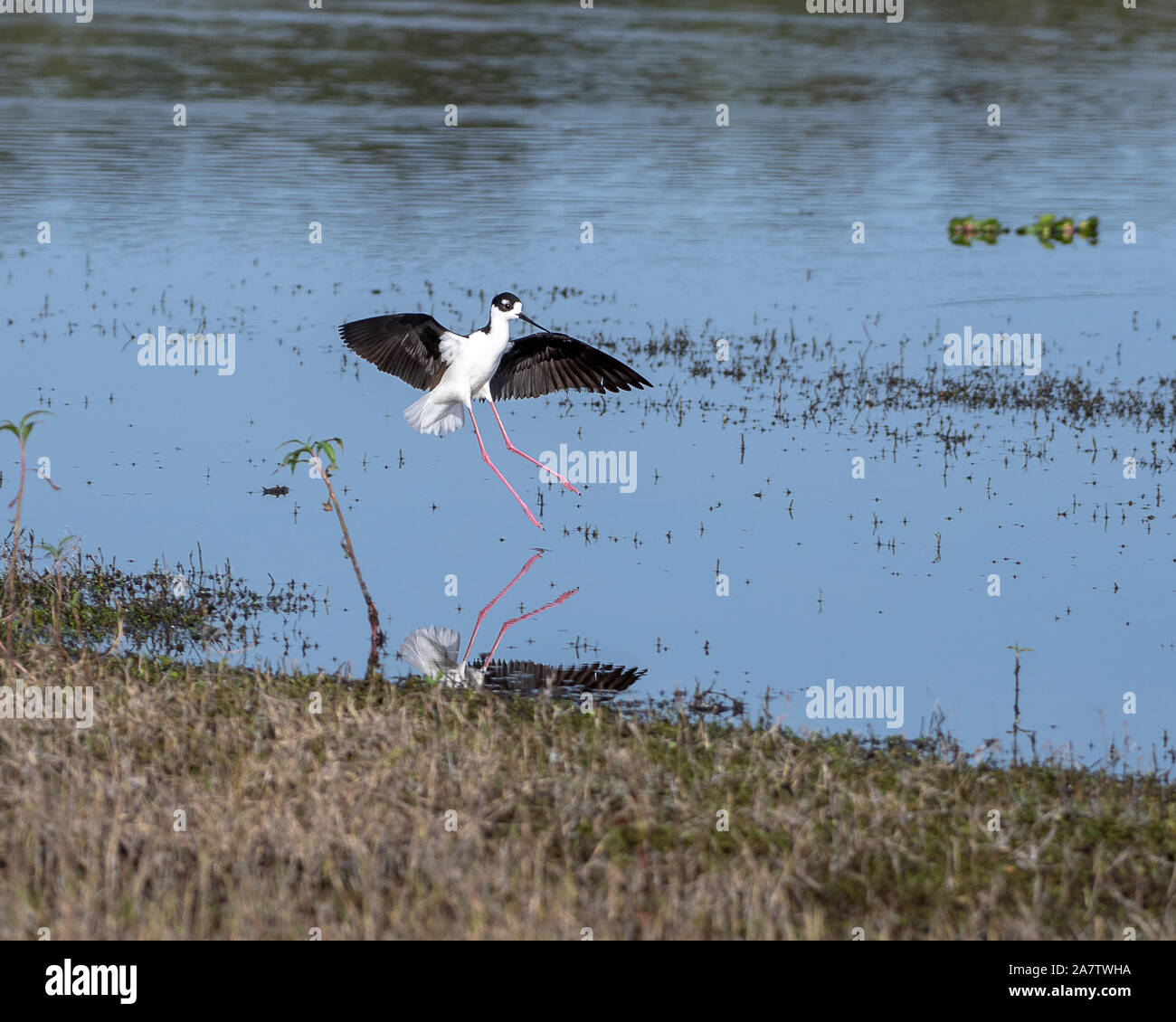 Stilt sandpiper in arrivo per un atterraggio a bordo di un laghetto Foto Stock