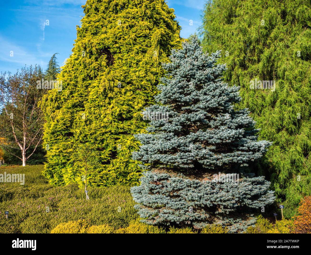 Heather giardino, la valle di giardini, Windsor Great Park Surrey, Inghilterra, Regno Unito, GB. Foto Stock