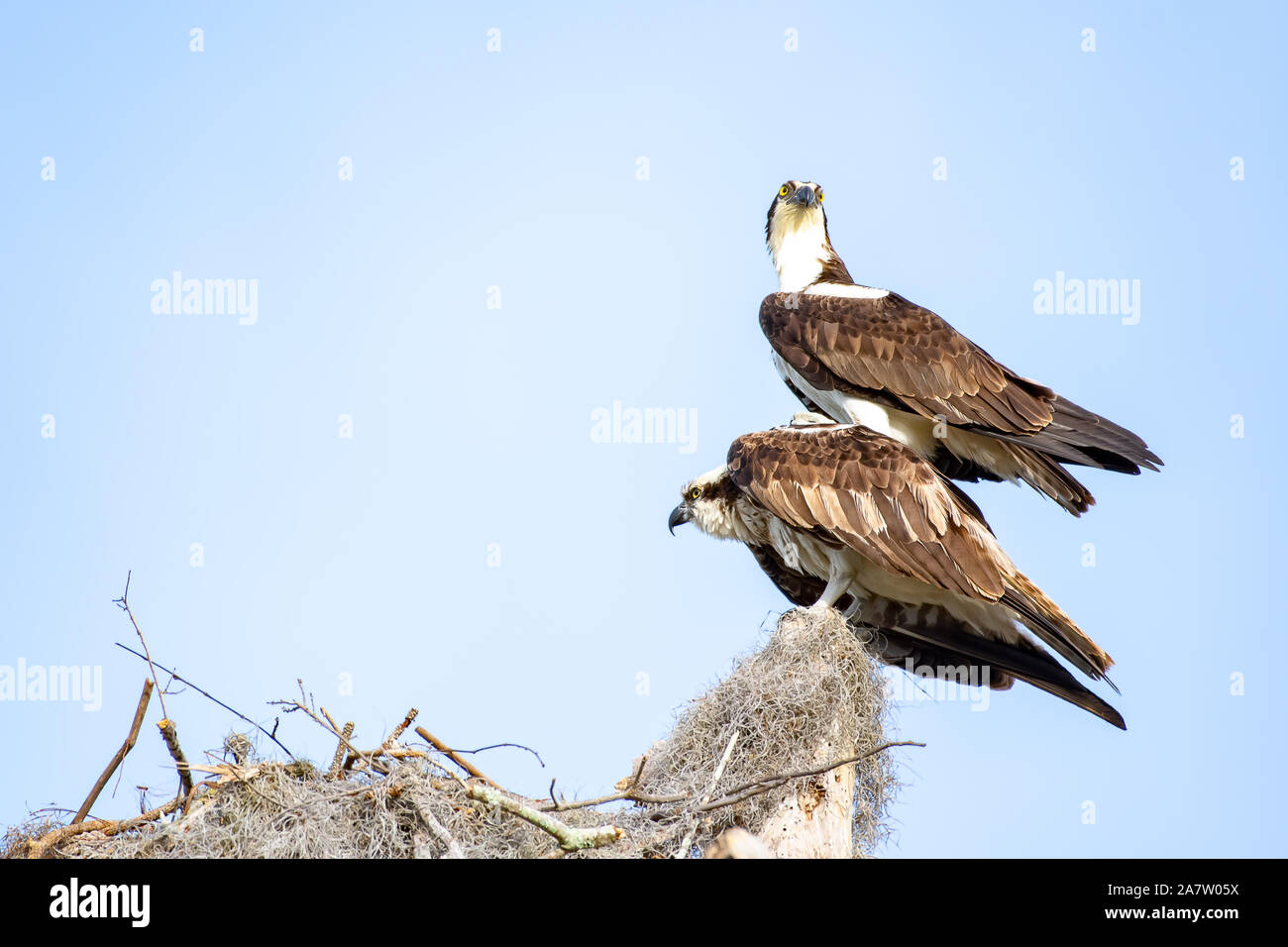 Uno osprey in appoggio sulla sommità dell'altro in corrispondenza del bordo del nido Foto Stock