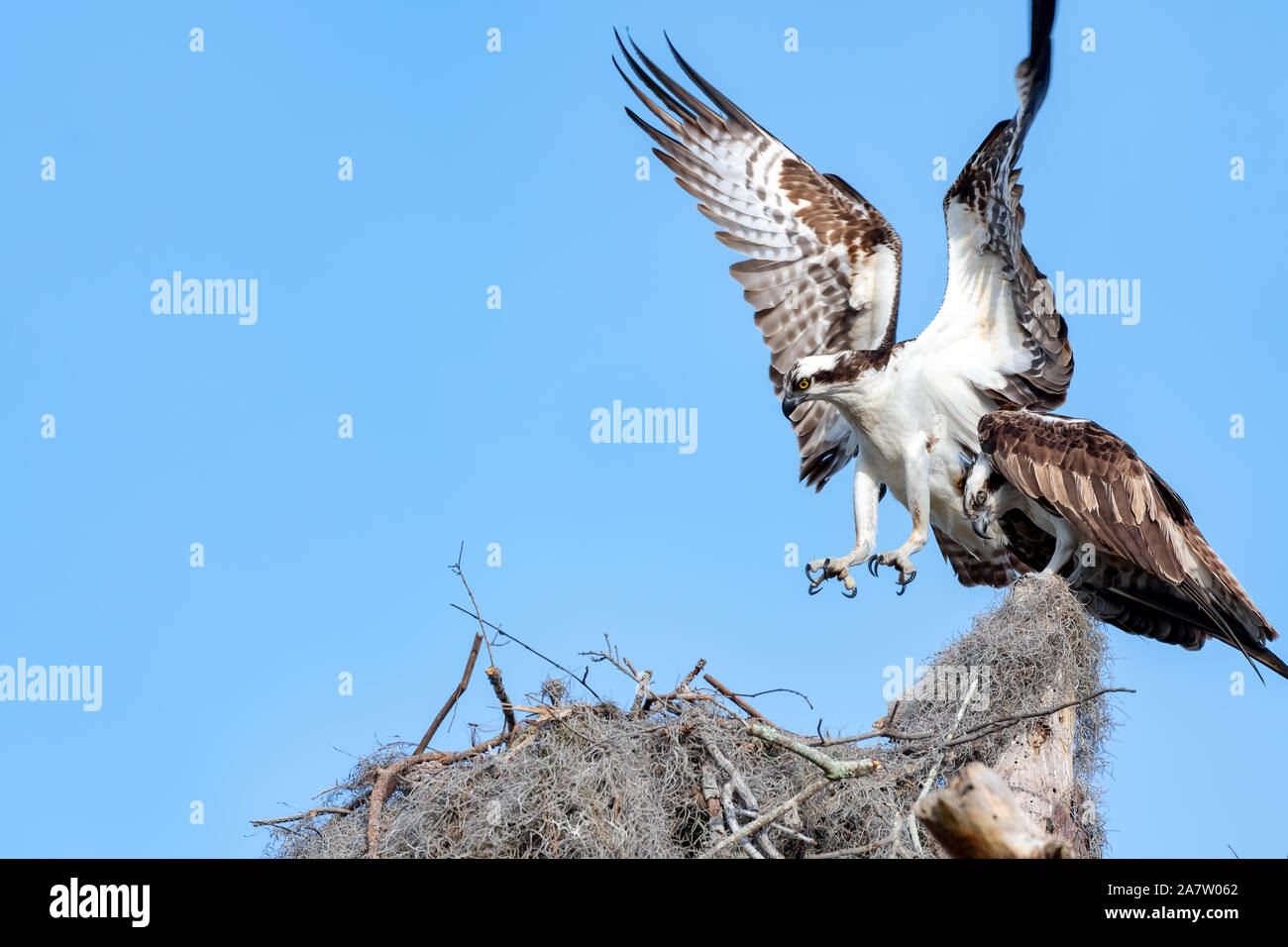 Uno osprey in appoggio sulla sommità dell'altro in corrispondenza del bordo del nido Foto Stock