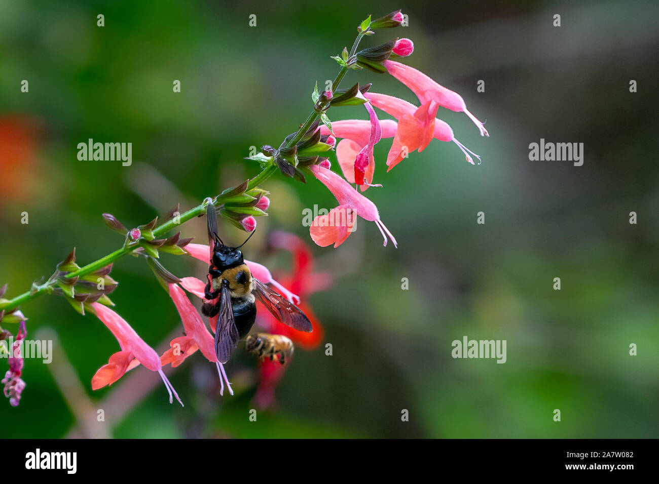 Fiori con fioriture rosso impreziosito da un nero di impollinazione delle api Foto Stock