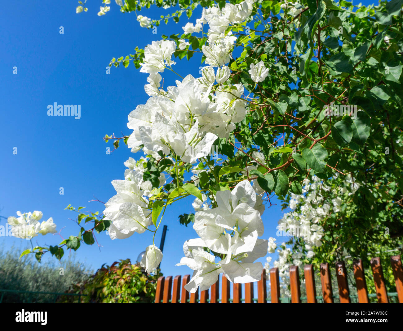 Un bel bianco bouganville in fiore sull isola di Sicilia in Italia. Foto Stock