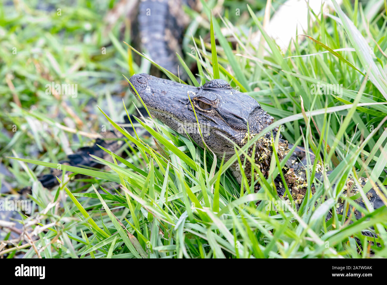 Baby coccodrillo americano nasconde sul bordo di un lago in Florida Foto Stock