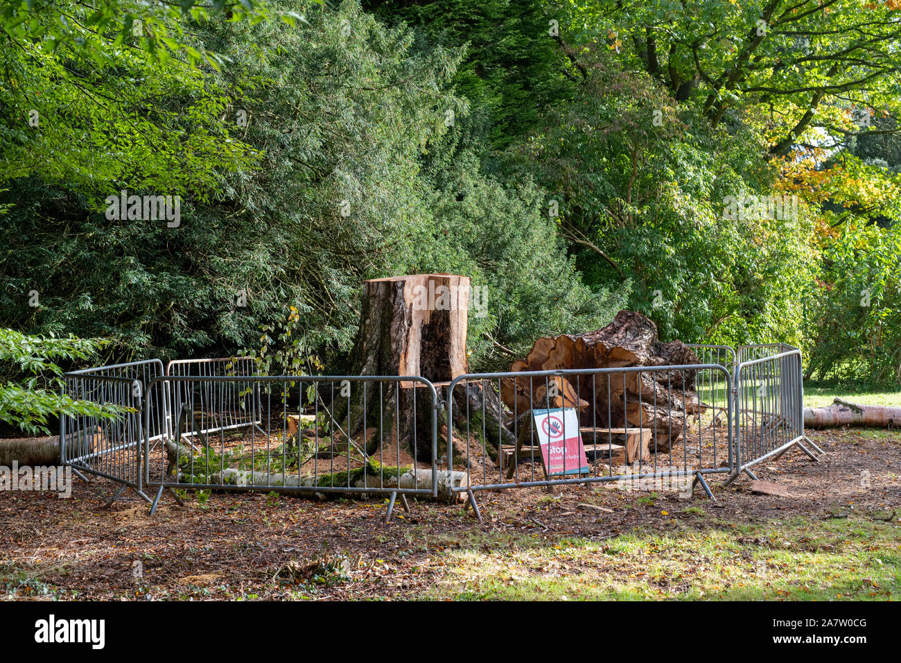 Betula ermanii x pubescens. Abbattuto White betulla a Westonbirt arborteum, Gloucestershire, Inghilterra Foto Stock