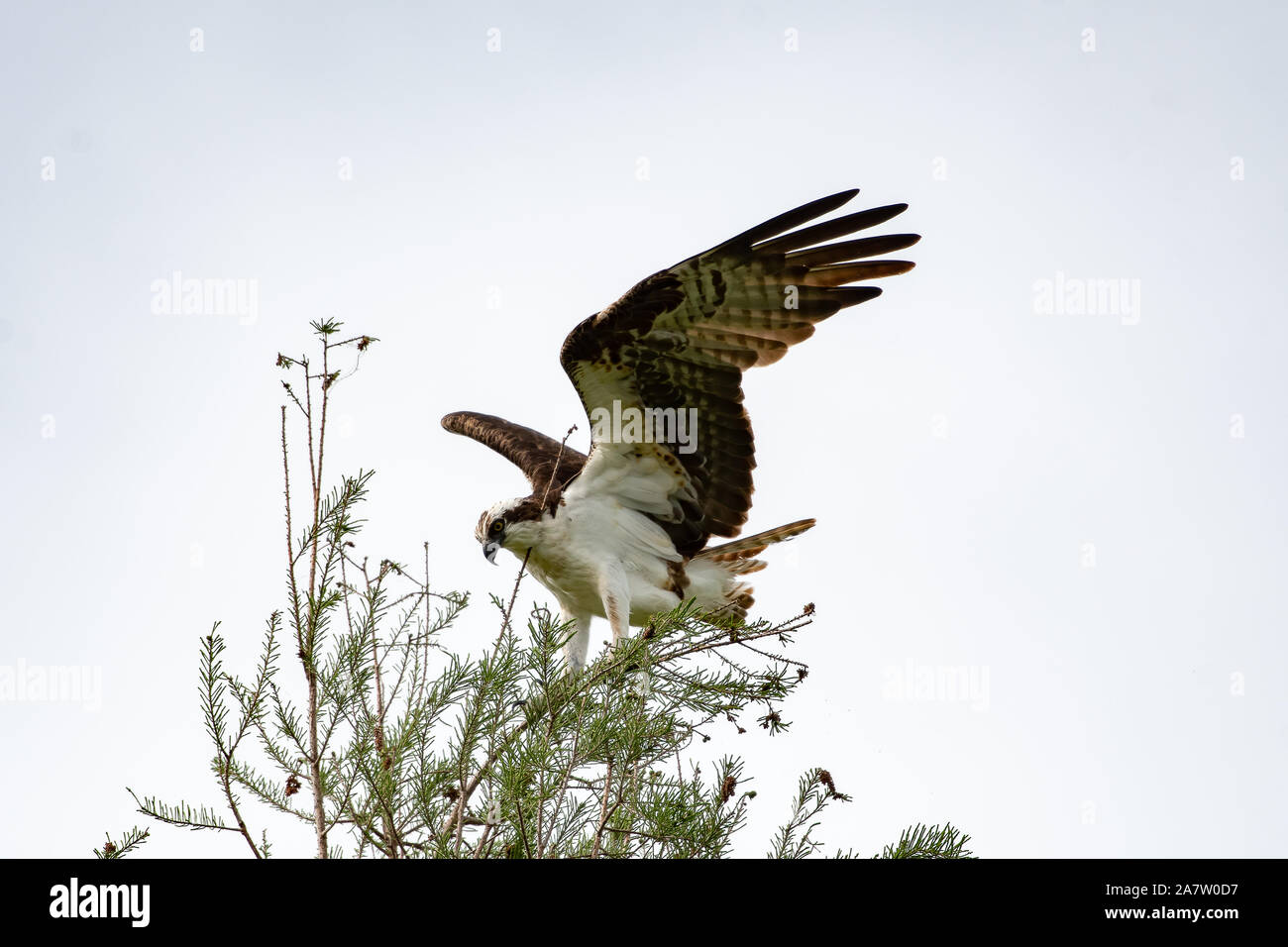 Osprey con ali stese di atterraggio su un ramo di albero Foto Stock