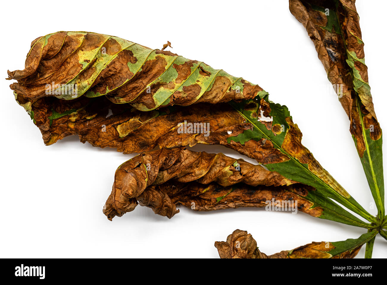 Close up di un ippocastano foglie infestate con il batterio Pseudomonas Foto Stock