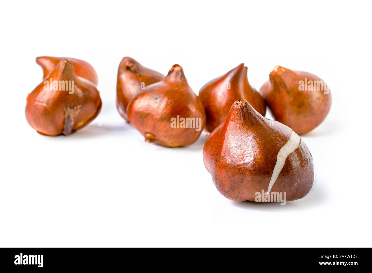 Bulbi di tulipani su uno sfondo bianco. Foto Stock