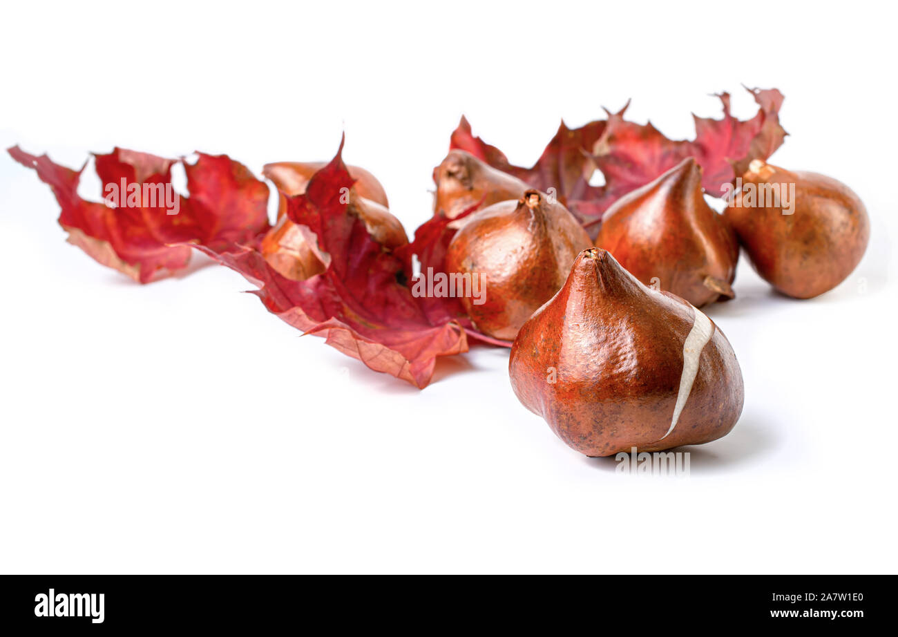 Bulbi di tulipani su uno sfondo bianco. Foto Stock