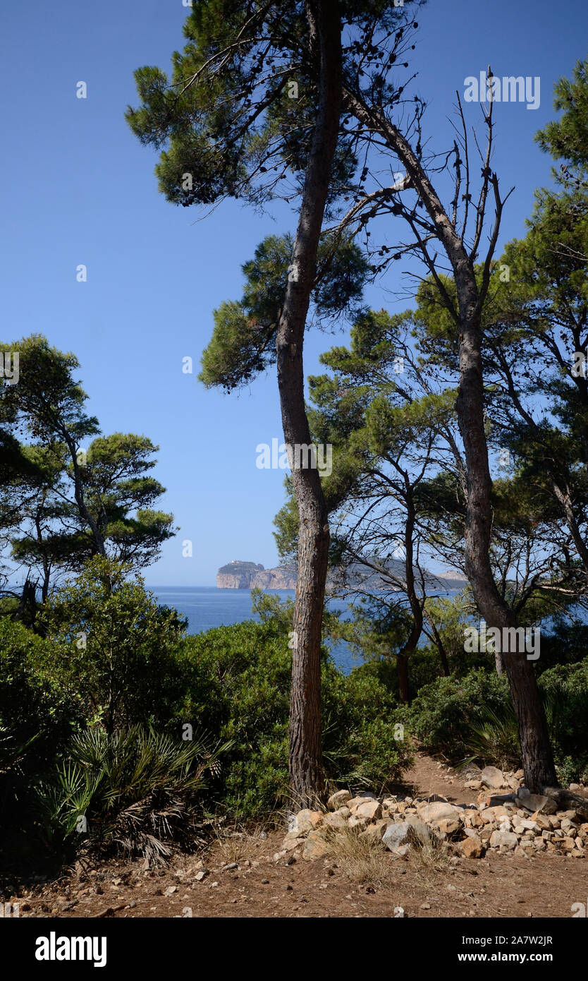 Alberi di pino in Punta Giglio promontorio di Porto Conte Parco Naturale vicino ad Alghero in Sardegna. Capo Caccia cliff in background Foto Stock