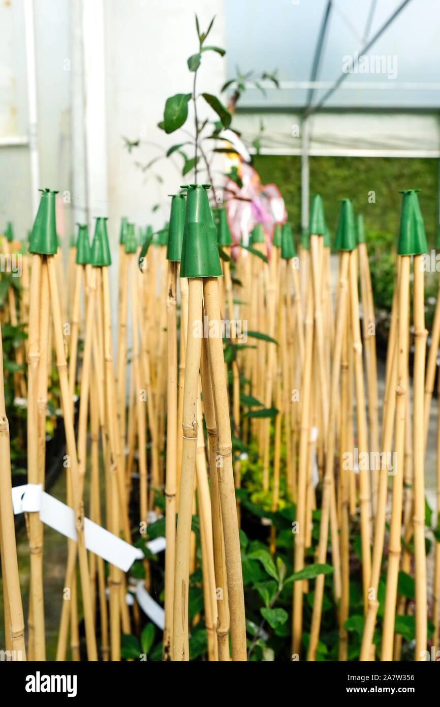 Canne di bambù utilizzato come telai per piante rampicanti all'interno di un tunnel di poli in un centro giardino vivaio. Foto Stock