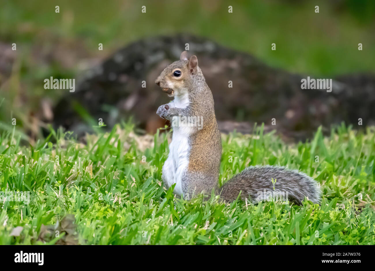 Scoiattolo grigio sull'erba - comune Foto Stock
