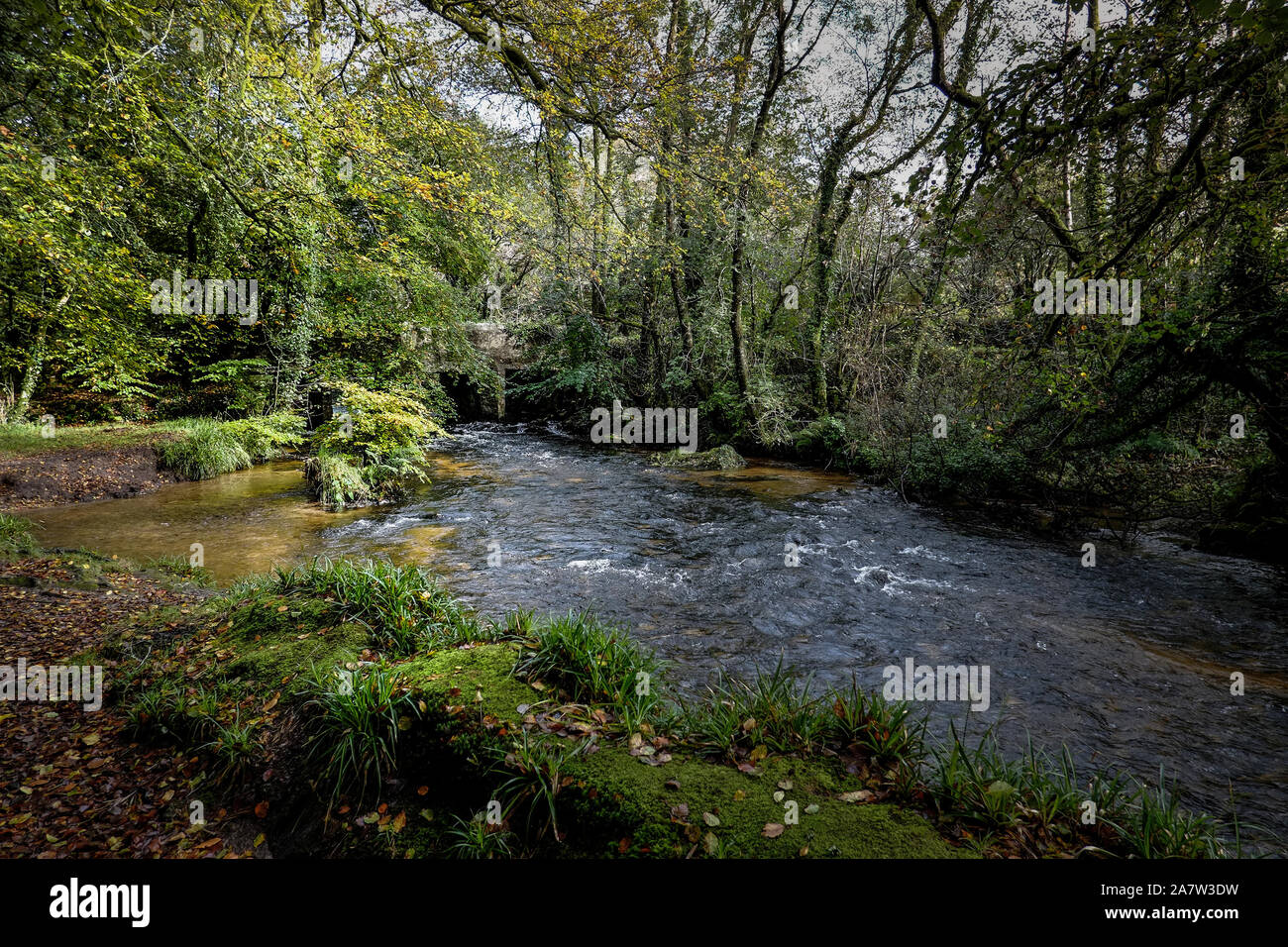 Il fiume Fowey fluente attraverso il bosco antico di legno Draynes in Cornovaglia. Foto Stock
