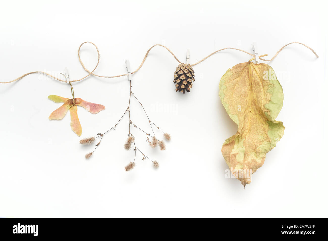 Isolate le foglie di autunno, piante e corda con posto per il testo su sfondo bianco. caduta piatta, laici top visualizza oggetti creativi. Elementi per Foto Stock