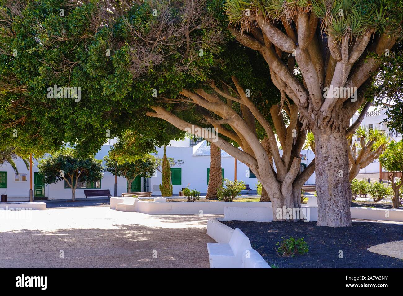 Laurel e dragon alberi, Plaza San Roque, Tinajo, Lanzarote, Isole Canarie, Spagna Foto Stock