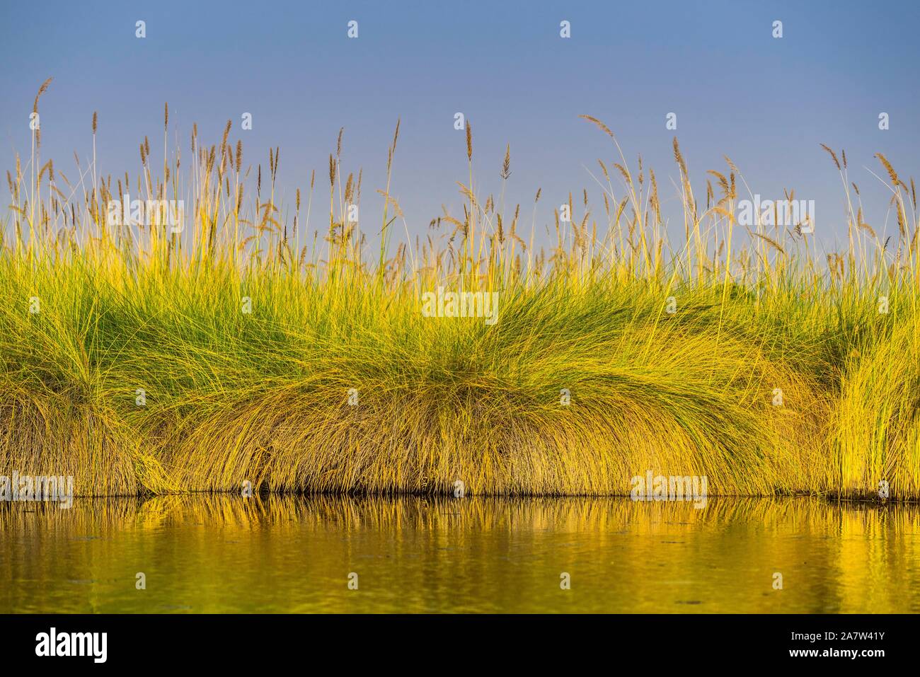 Erba Reed nell'acqua, marsh paesaggio del Delta dell'Okavango, riserva Moremi, Ngamiland, Botswana Foto Stock