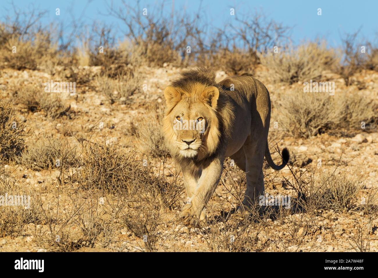 Nero-maned lion (Panthera leo vernayi), scendendo un pendio roccioso, Deserto Kalahari, Kgalagadi Parco transfrontaliero, Sud Africa Foto Stock