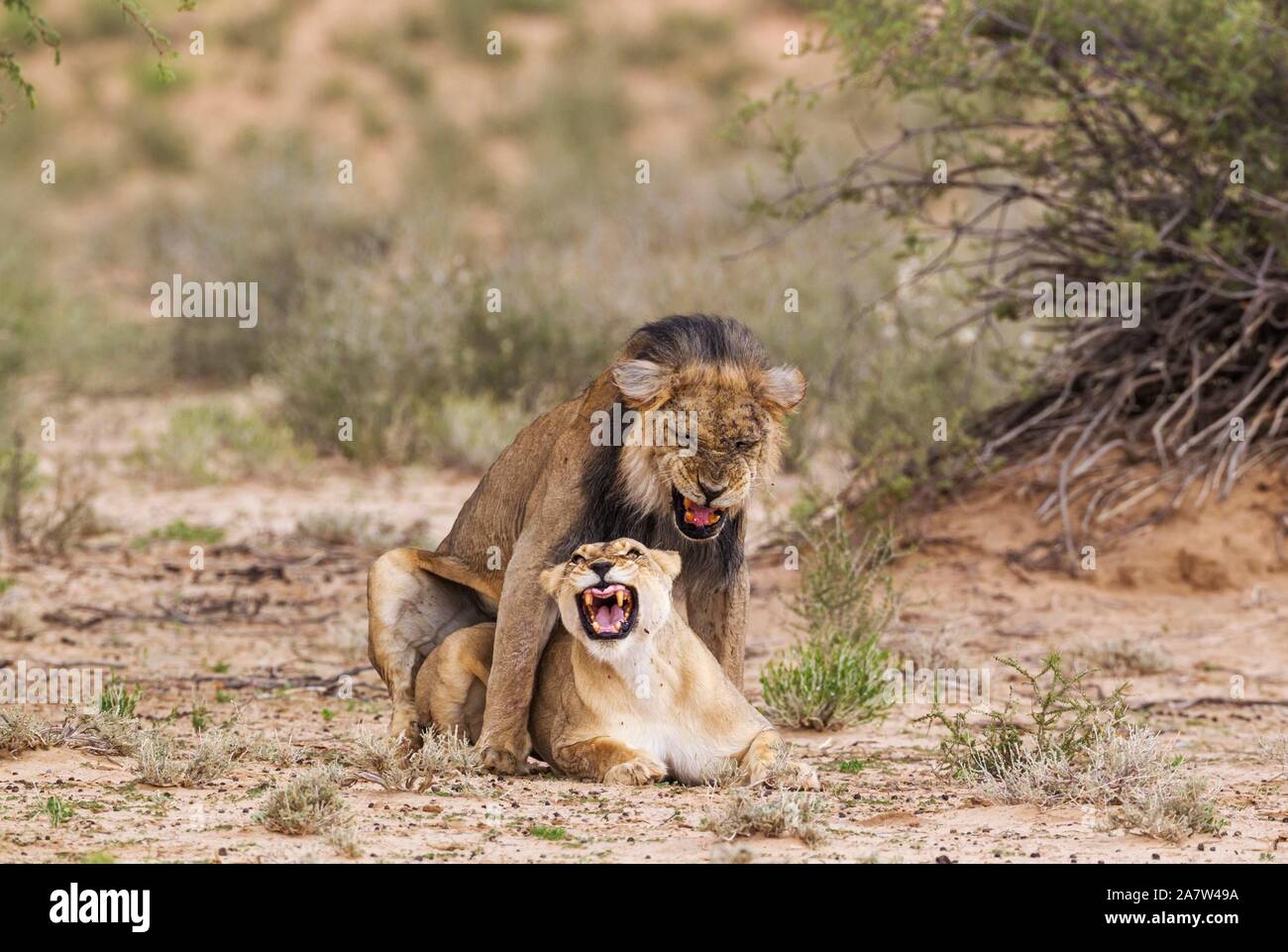 Nero-maned Lions (Panthera leo vernayi), abbastanza vecchio animale coppia coniugata, Deserto Kalahari, Kgalagadi Parco transfrontaliero, Sud Africa Foto Stock