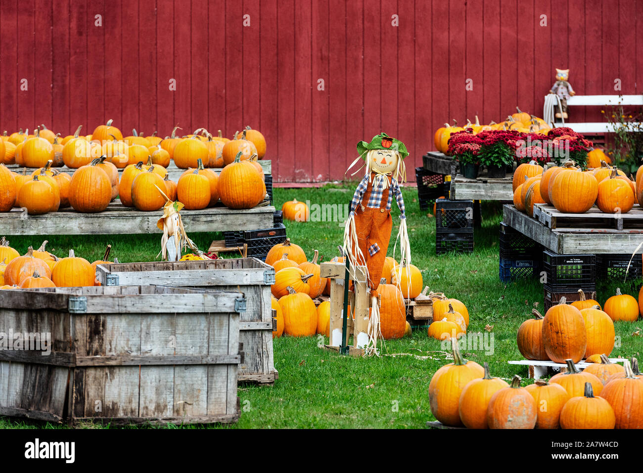 Zucca decorativa visualizzare in una fattoria di stand, Shaftsbury, Vermont, USA. Foto Stock