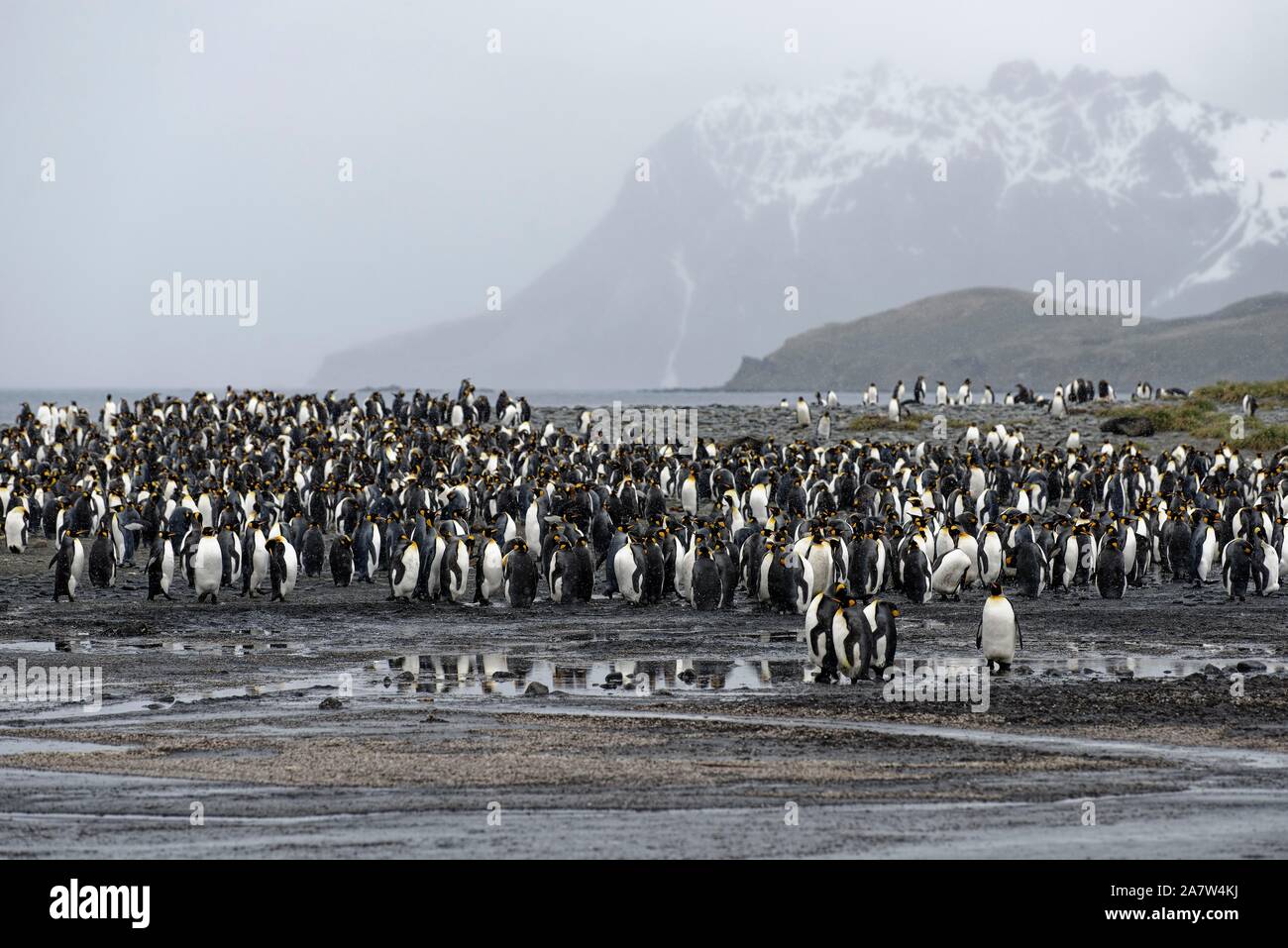 Re pinguini (Aptenodytes patagonicus), colonia di uccelli con gli animali adulti, Salisbury Plain, Georgia del Sud Georgia e Isole Sandwich del Sud Foto Stock
