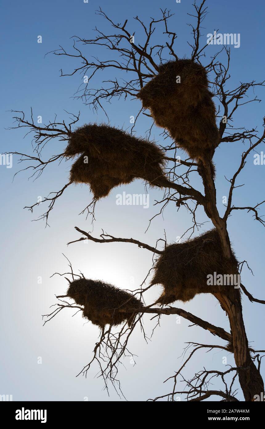 Grande comunale nidi di socievole tessitori (Philetairus socius), in un albero morto, silhouette, Deserto Kalahari, Kgalagadi Parco transfrontaliero, Sud Africa Foto Stock