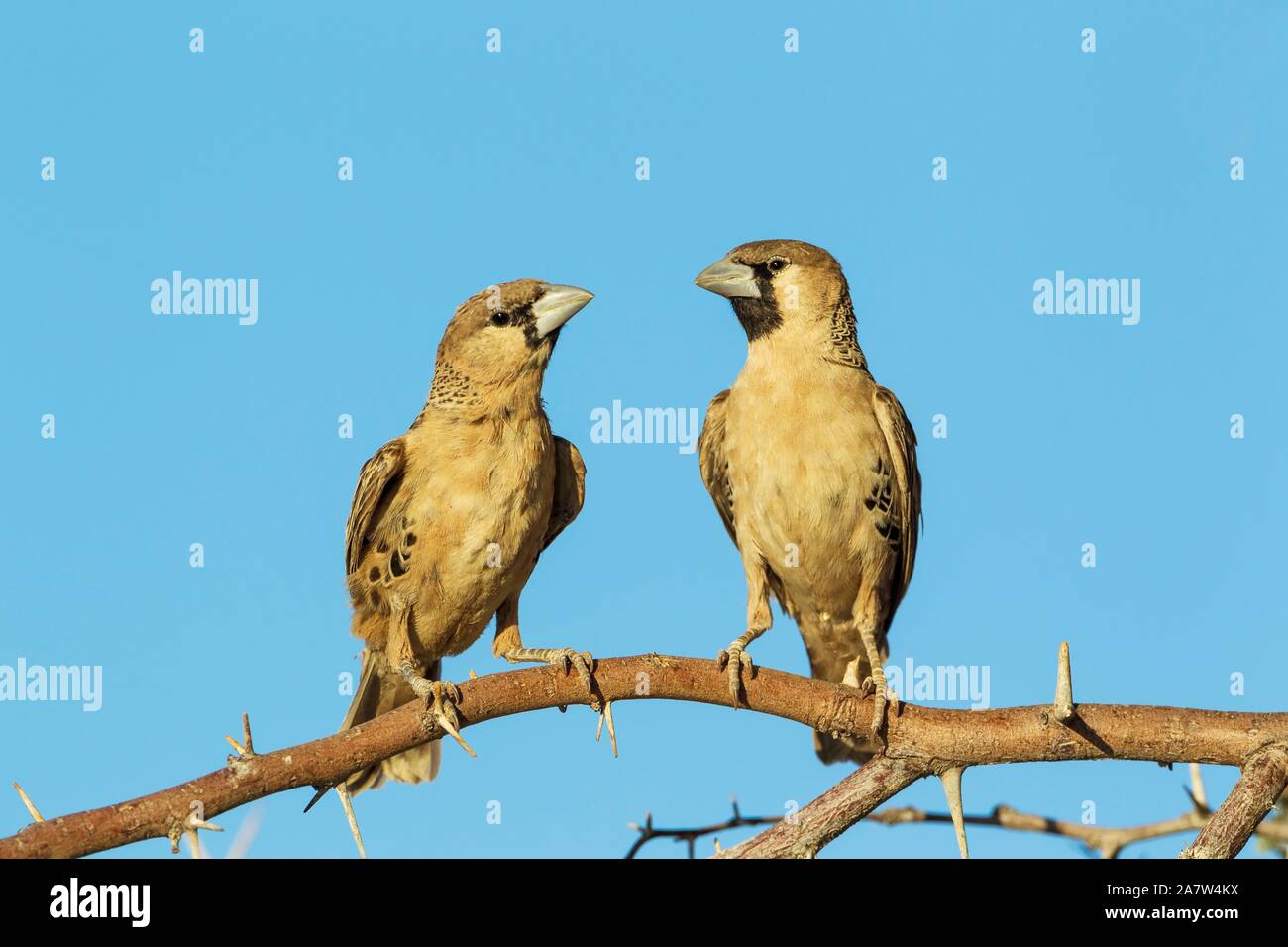 Socievole tessitori (Philetairus socius), appollaiate, Deserto Kalahari, Kgalagadi Parco transfrontaliero, Sud Africa Foto Stock