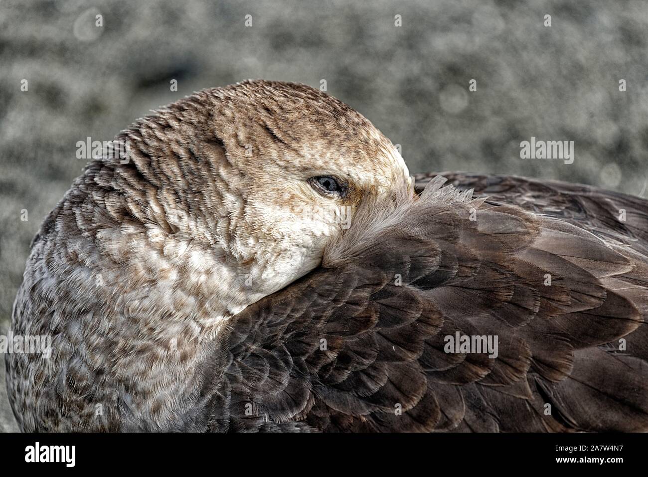 Il gigante del sud petrel (Macronectes giganteus) con testa in piumaggio, animale ritratto, St Andrews Bay, Georgia del Sud e la Georgia del Sud Foto Stock