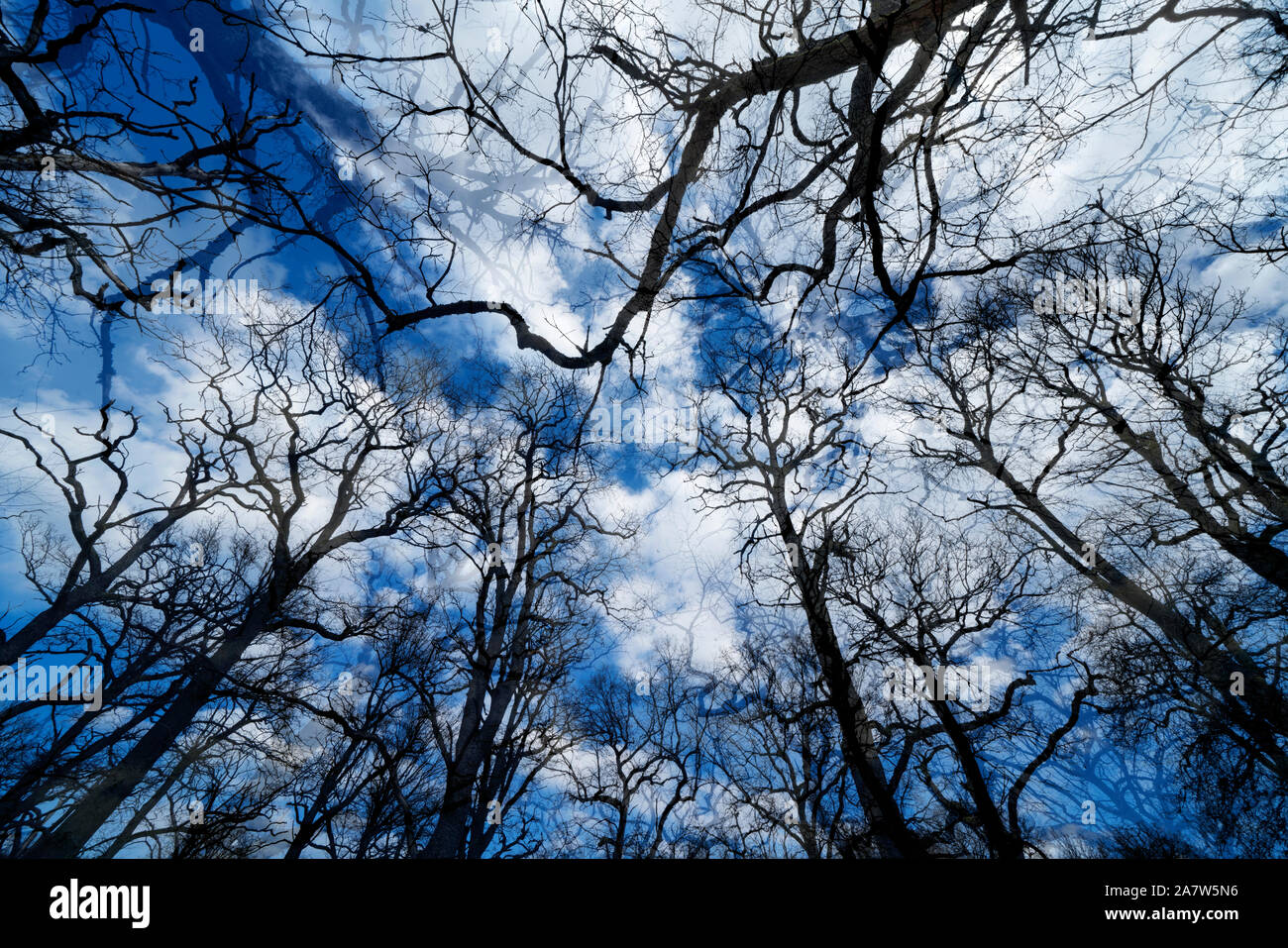 Una sepoltura naturale luogo di sepoltura, Hofgeismar, Weser Uplands, Weserbergland, Hesse, Germania Foto Stock